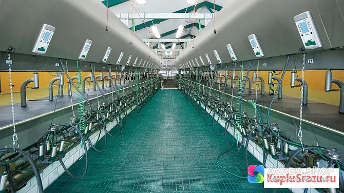 Доильный зал параллель GEA Westfalia