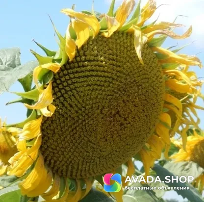 Семена гибрид подсолнечника Клип купить (Clearfield) Клерфильд