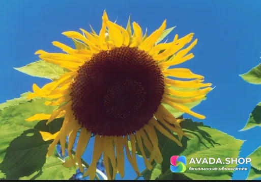 Семена сорт подсолнечника Казачий купить