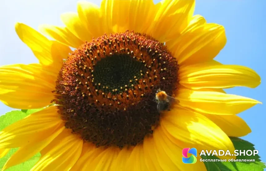 Семена гибрид подсолнечника МЭЙ (MAY) МАЙ купить