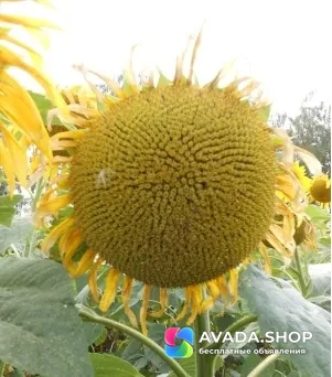 Семена гибрид подсолнечника Натали купить