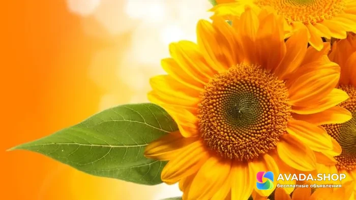 Семена гибрид подсолнечника Эдванс купить